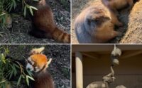 【プライベート】円山動物園⭐️札幌/大通/マツエク/まつげパーマ/アイブロウ/メンズ/脱毛