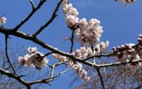 6月のシフトを開放いたしました✨札幌/大通/マツエク/まつげパーマ/アイブロウ/メンズ/脱毛