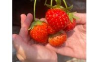 毎年恒例いちご狩り☆彡